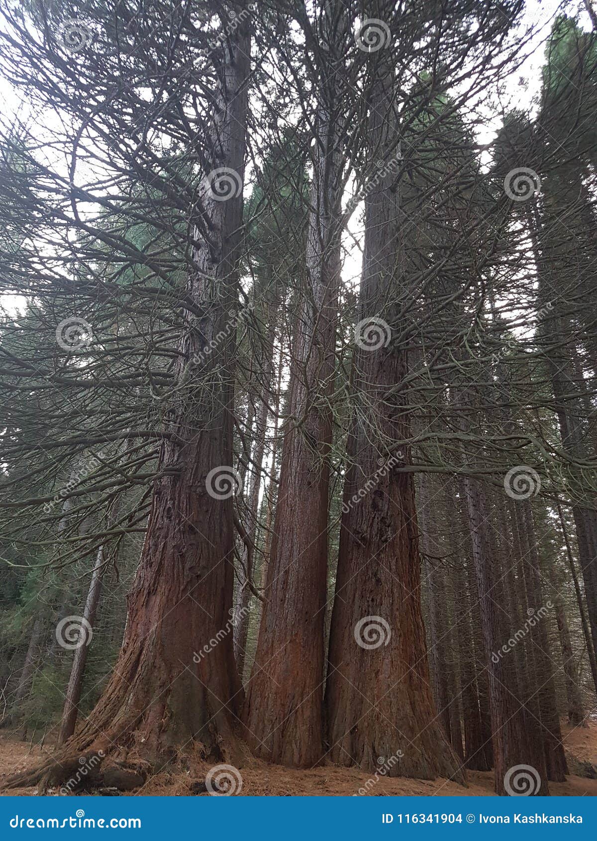 sequoia,ÃÂ kyustendil